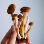 mushrooms | psychedelics