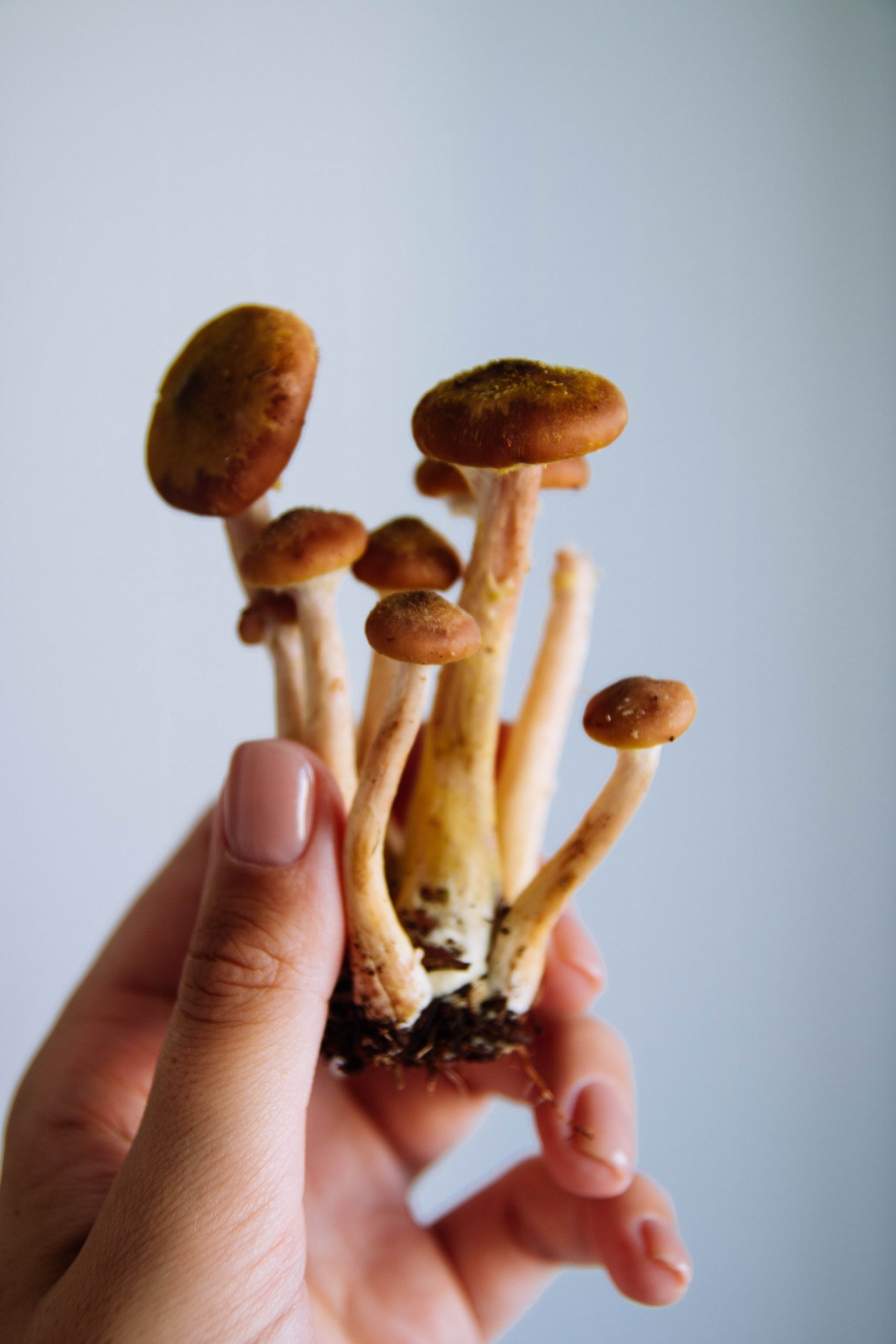 mushrooms | psychedelics
