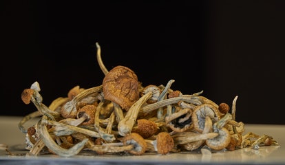 Dried psilocybin mushrooms on white surface on black background