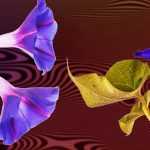 morning glories may hold new psychedelics Web | lucinate