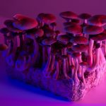 natural psychedelics cultivation picture id1363506971 | lucinate